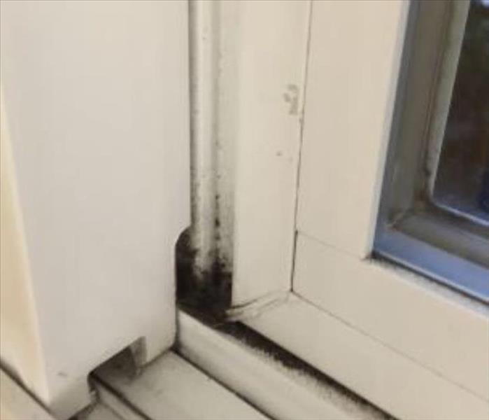 white window frame, mold growing around the left side of the bottom half of the window