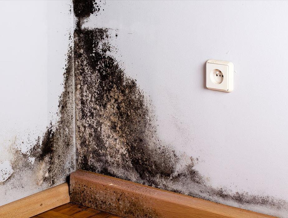 corner of room. zoomed in image of black mold on a white wall.